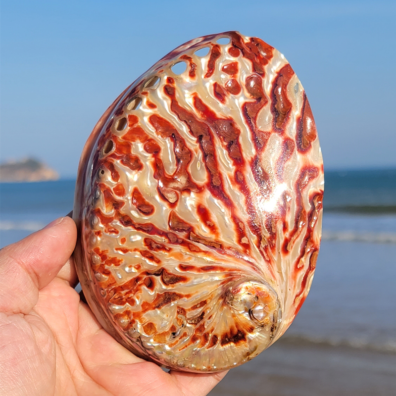 Aquarium Fish Gallery - Home Decoration Red Pattern Abalone SeaShells