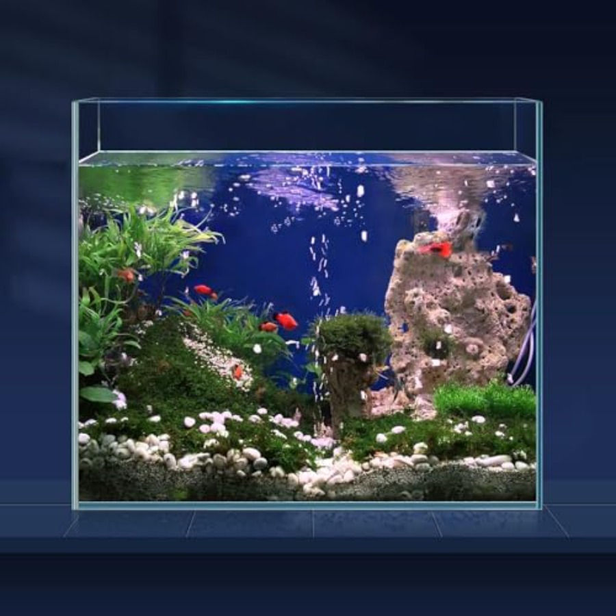 Aquarium Fish Goldfish - 6.5 Gallon Ultra Clear Glass Fish