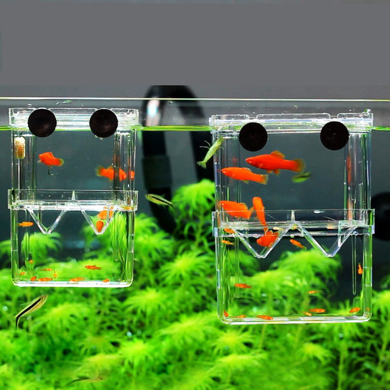 Aquarium Fish Betta - Peacock Fish Breeding Isolation Box Fish