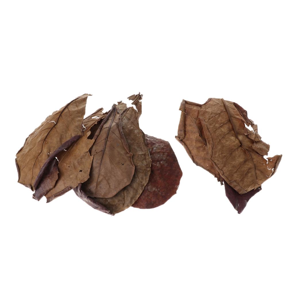 Beneficial Leaf Aquarium Filte - Aquarium Fish Betta recensie en prijs