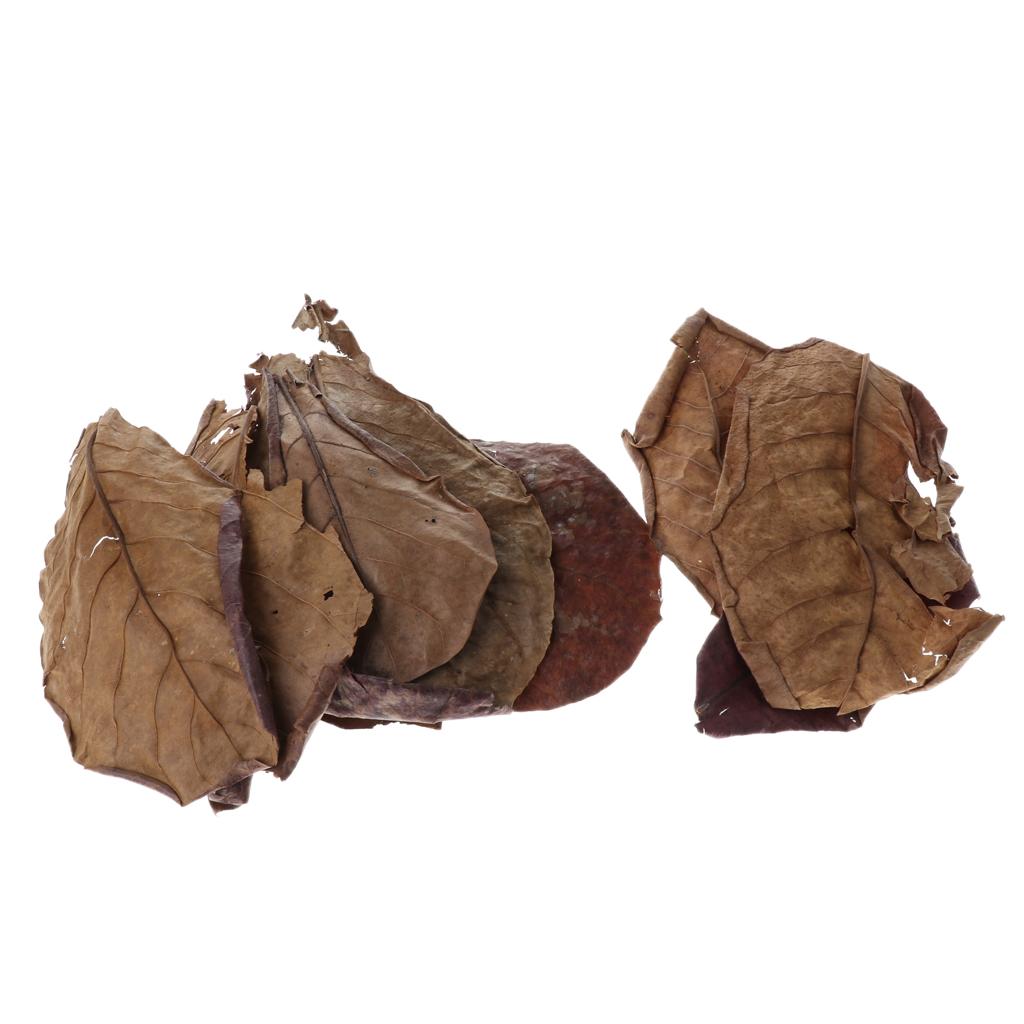 Beneficial Leaf Aquarium Filte - Aquarium Fish Betta recensie en prijs