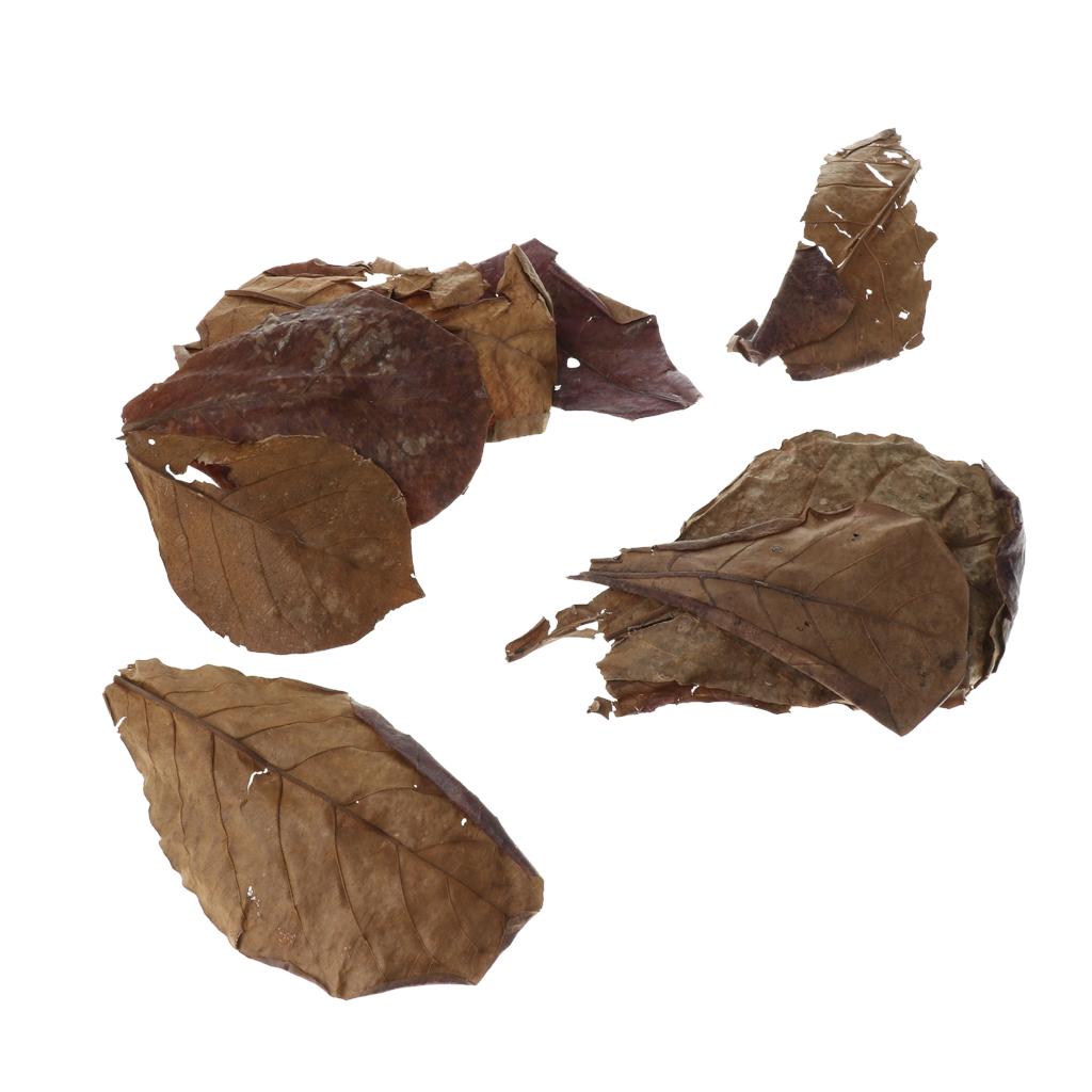 Beneficial Leaf Aquarium Filte - Aquarium Fish Betta recensie en prijs