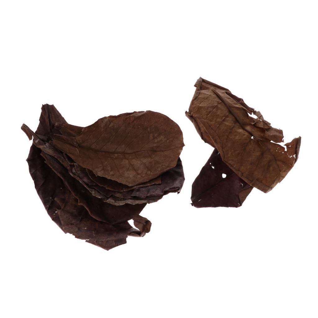 Beneficial Leaf Aquarium Filte - Aquarium Fish Betta recensie en prijs