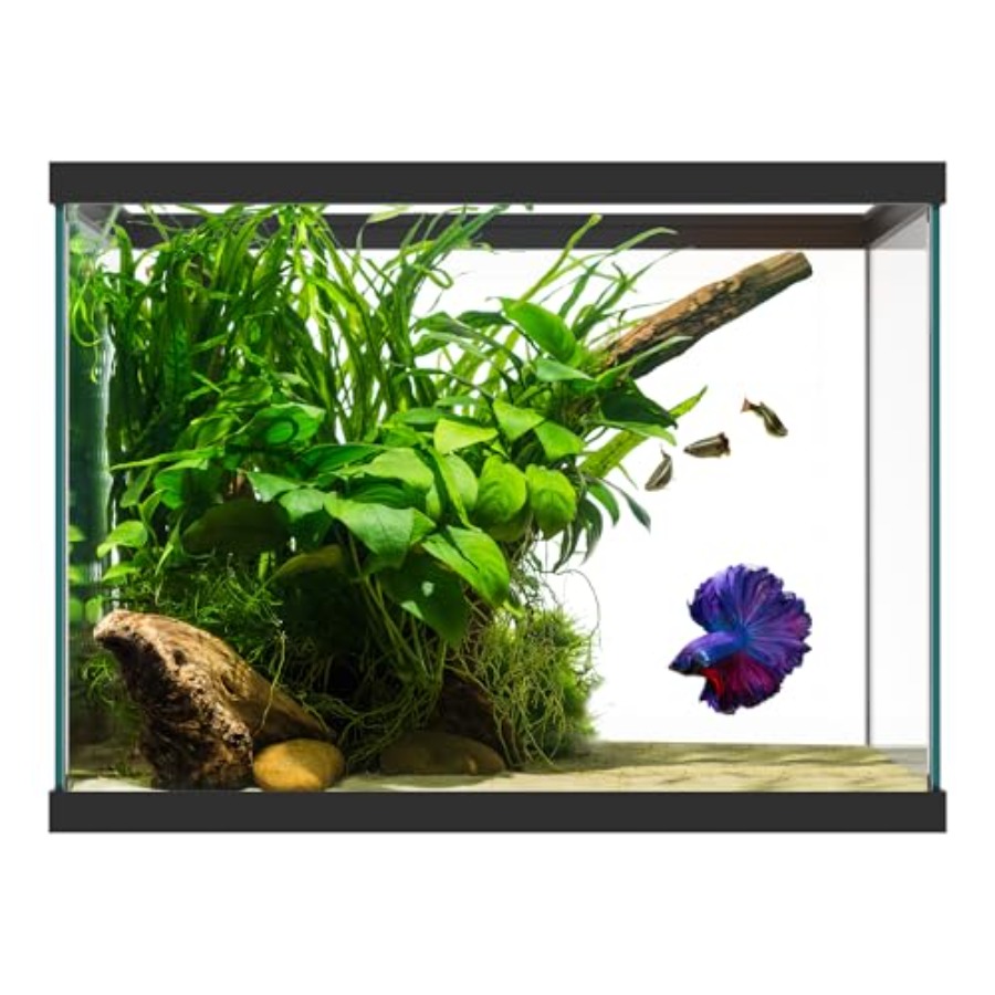 20 Gallon Glass Aquarium - 24  - Aquarium Fish Goldfish recensie en prijs