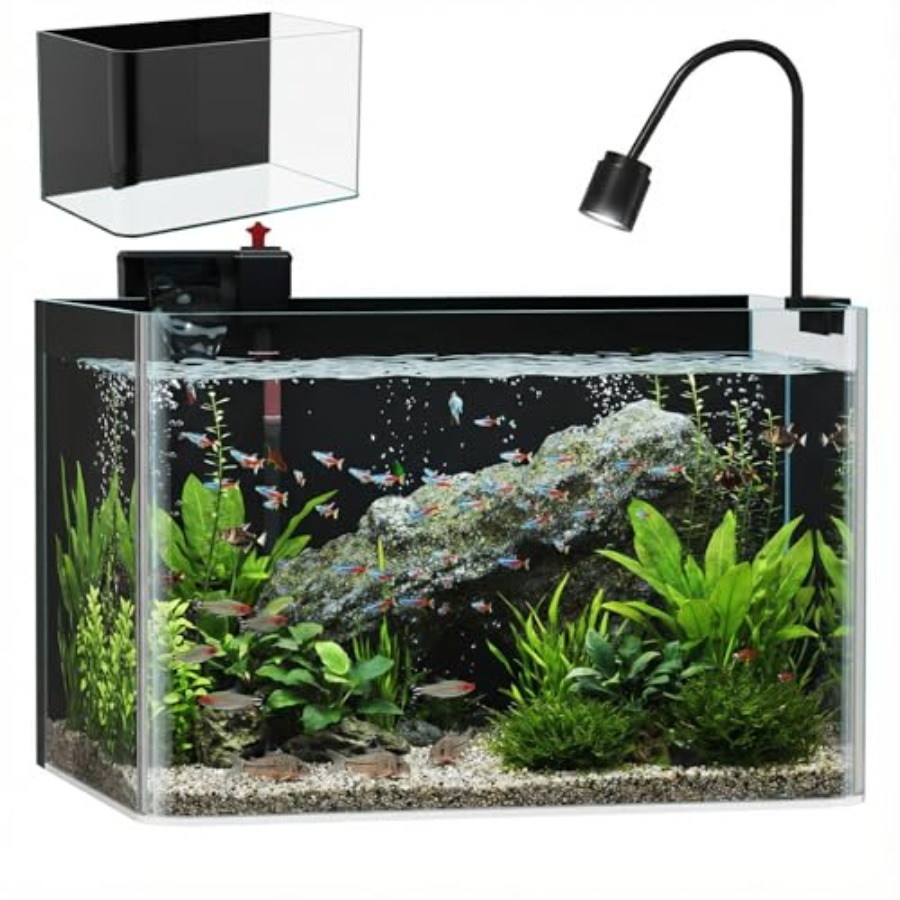 10 Gallon Hot-Bent Black-Back  - Aquarium Fish Goldfish recensie en prijs