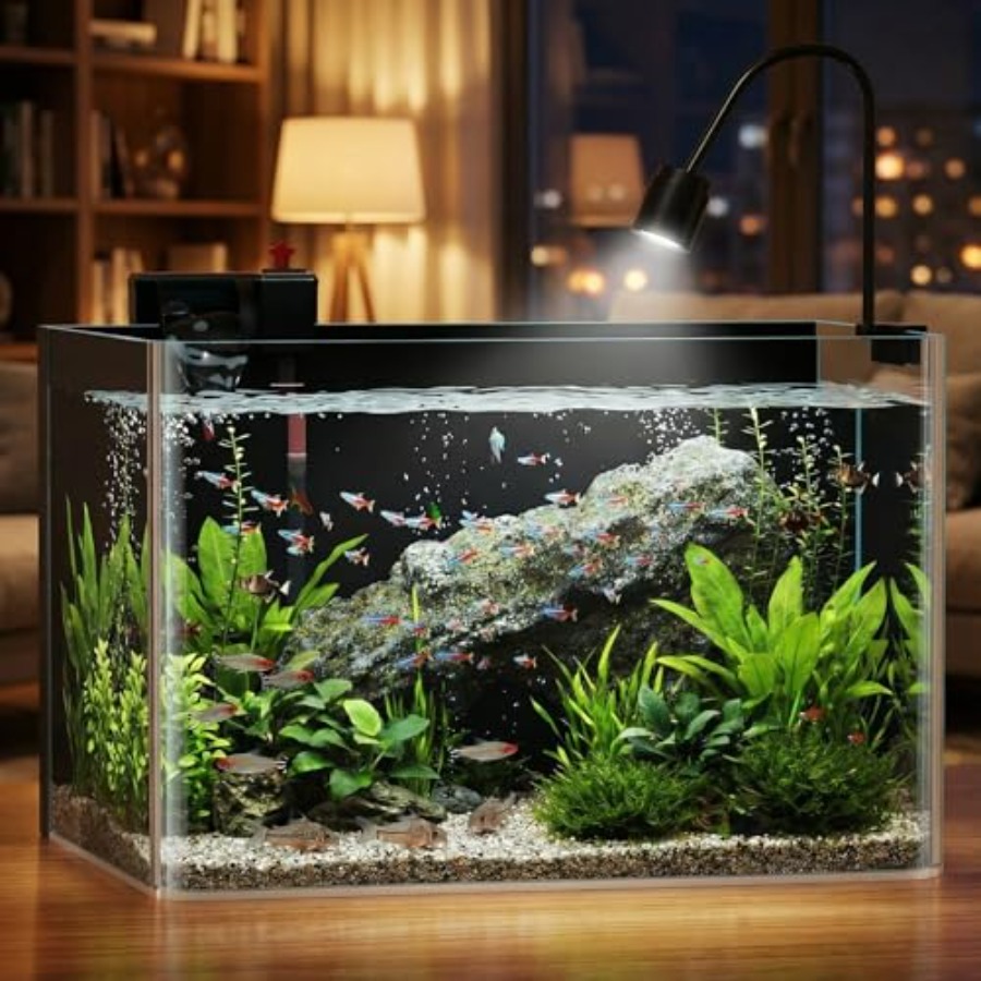 10 Gallon Hot-Bent Black-Back  - Aquarium Fish Goldfish recensie en prijs