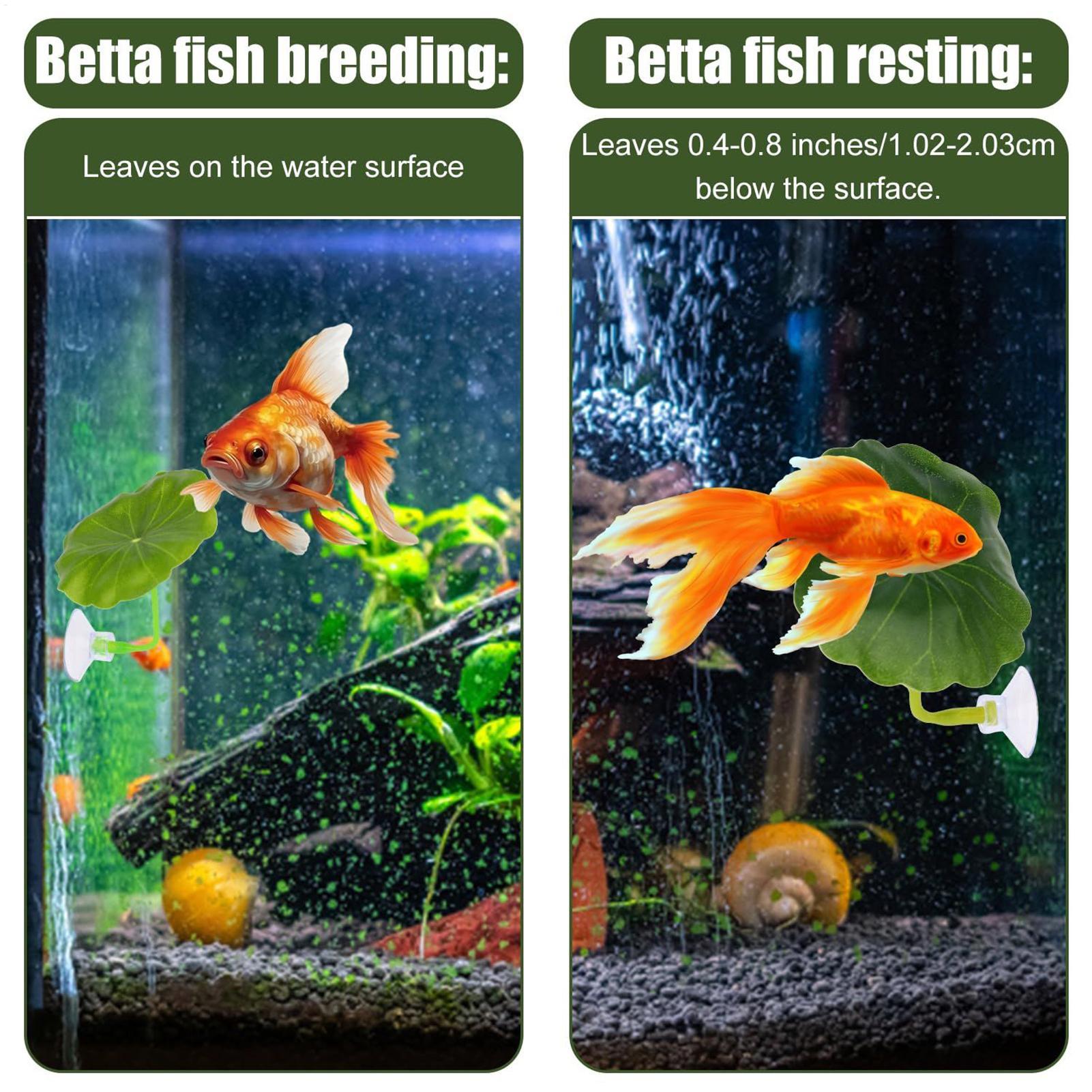 Betta Fish Hammock 5 Pieces Ad - Aquarium Fish Betta recensie en prijs