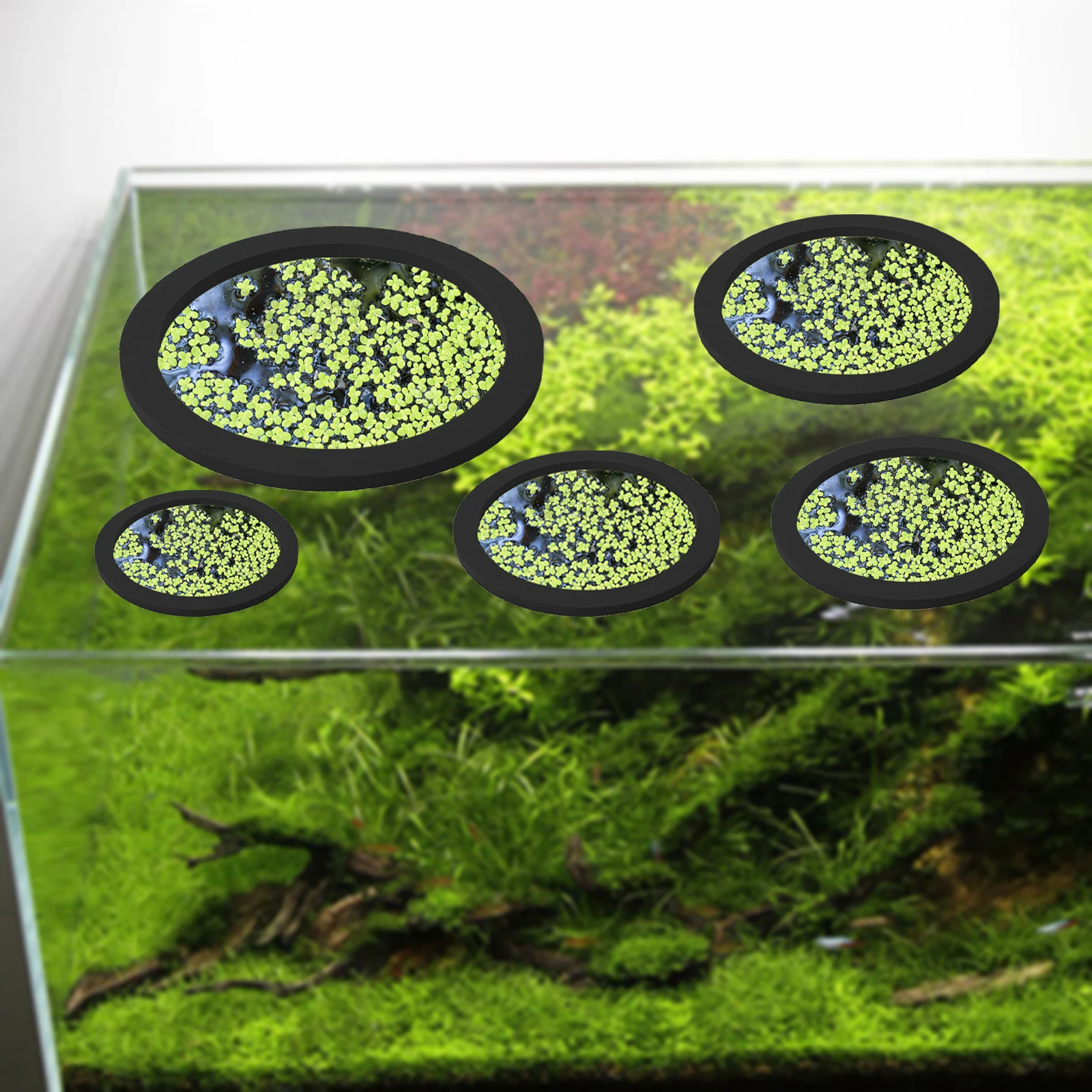 5Pcs EVA Fish Feeding Ring Aqu - Aquarium Fish Gallery recensie en prijs