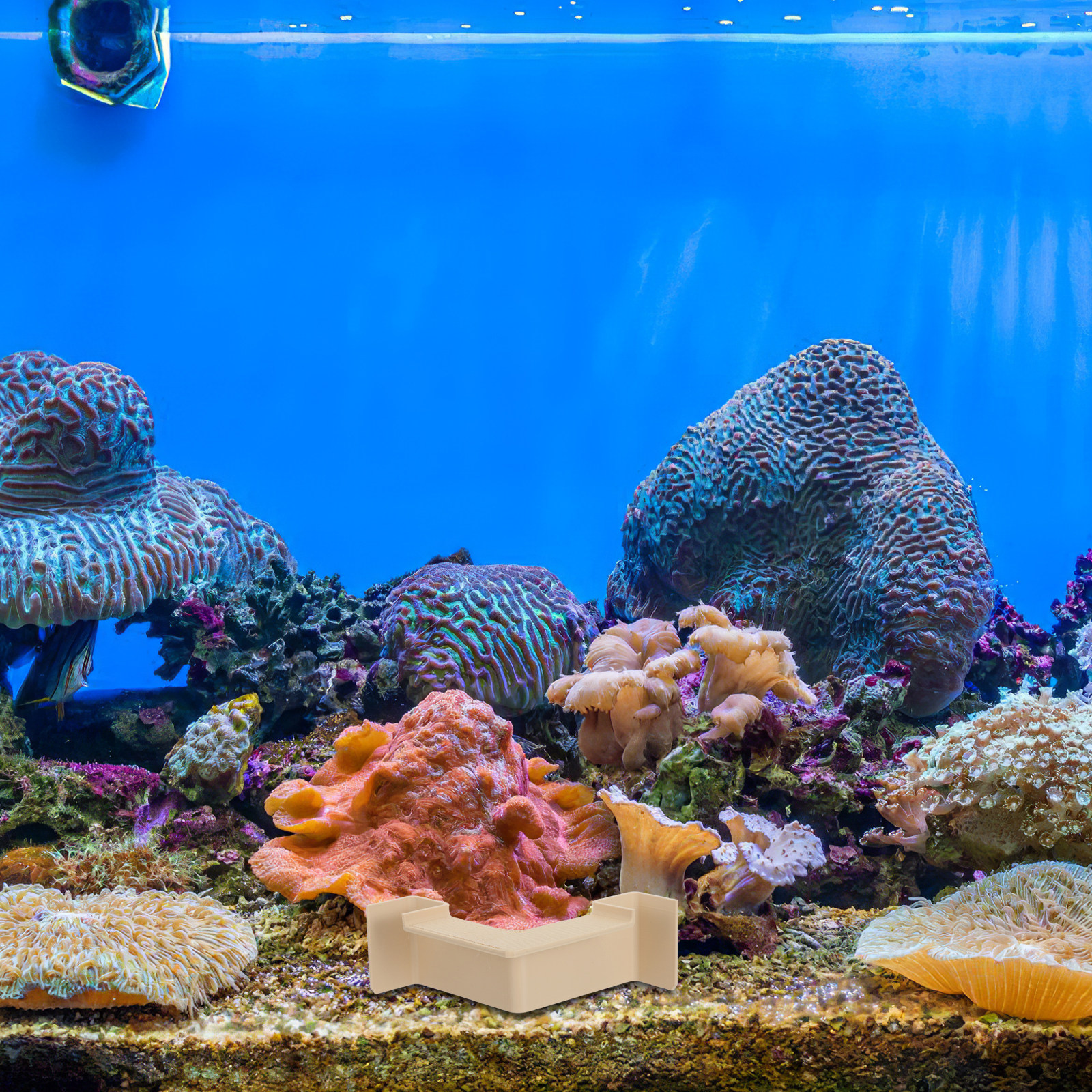 Fish and Shrimp Hiding Hole Aq - Aquarium Fish Hiding Spot recensie en prijs