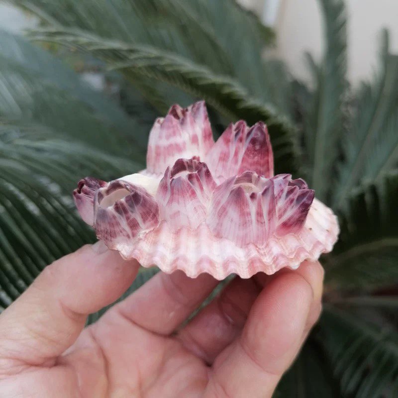 Natural Conch Shell Purple Bar - Aquarium Fish Parasites recensie en prijs
