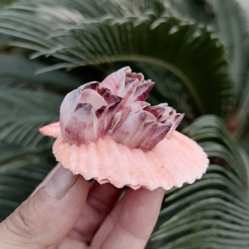 Natural Conch Shell Purple Bar - Aquarium Fish Parasites recensie en prijs