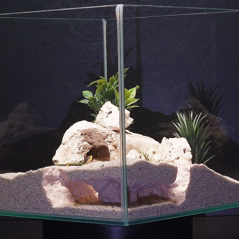 3DPrinted Fish Tank Tunnel She - Aquarium Fish Hide recensie en prijs