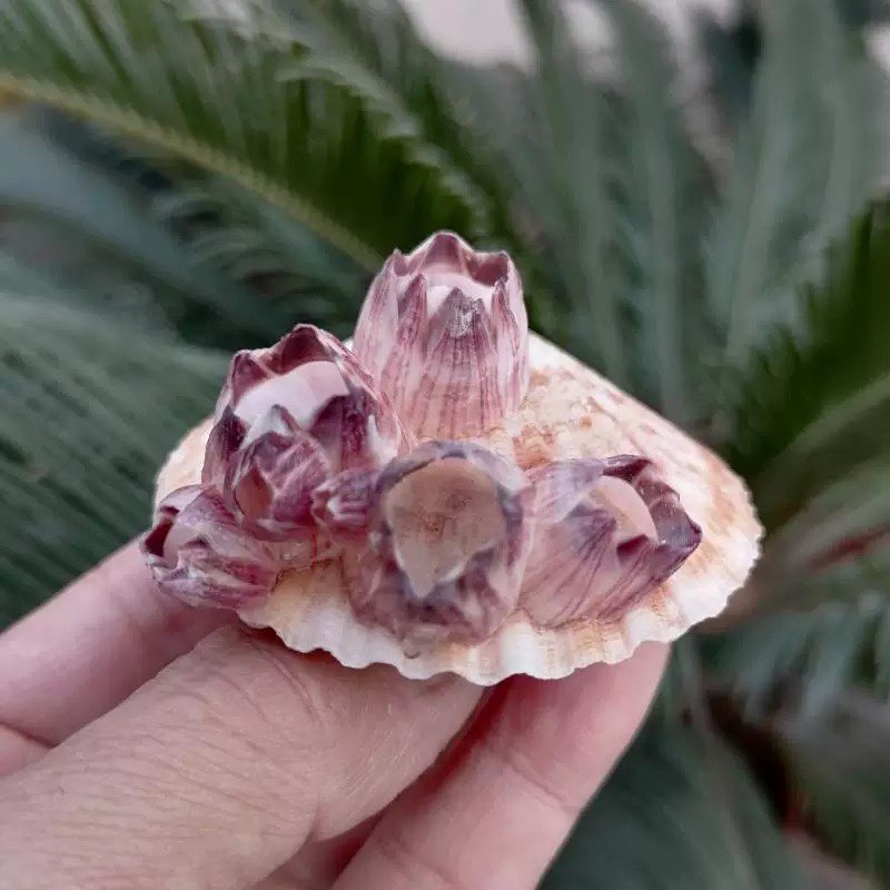 Natural Conch Shell Purple Bar - Aquarium Fish Parasites recensie en prijs