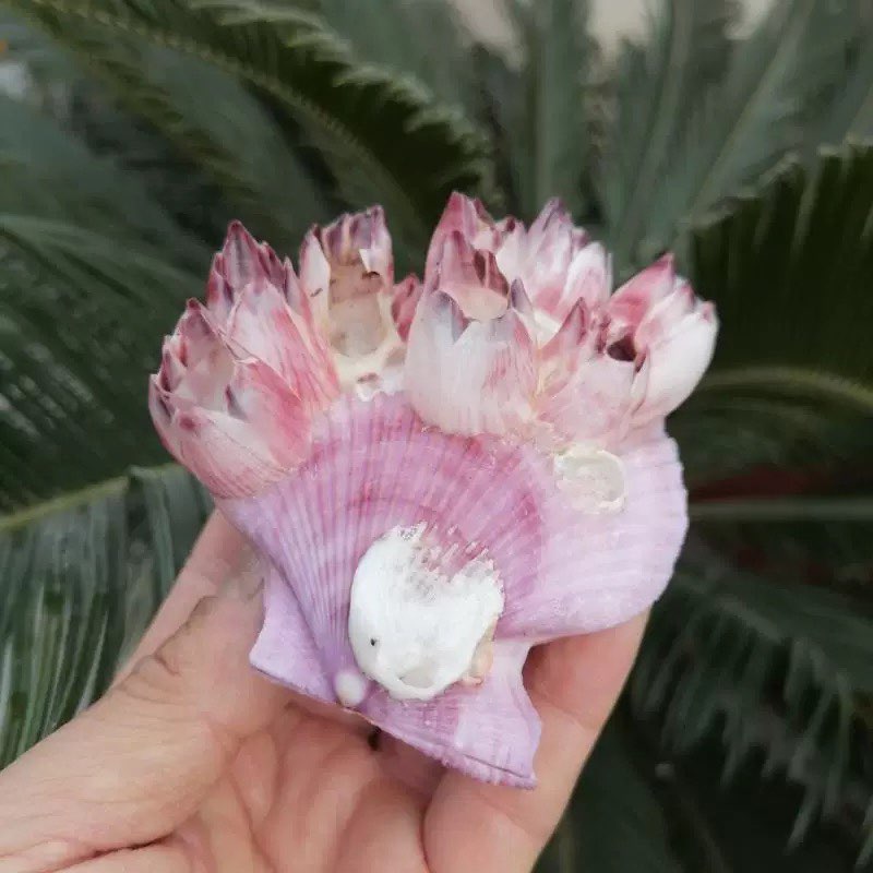 Natural Conch Shell Purple Bar - Aquarium Fish Parasites recensie en prijs