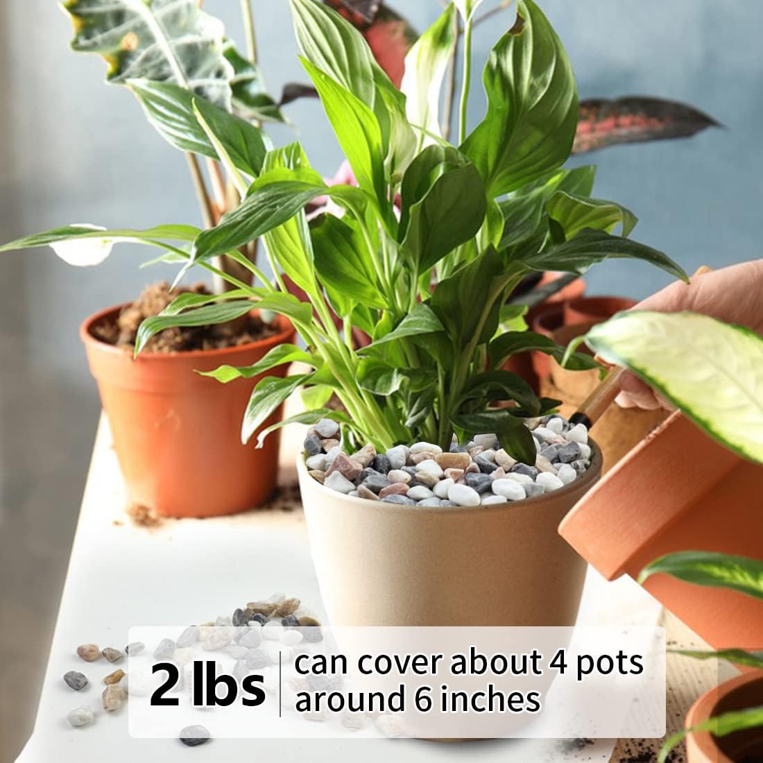 2LB Succulent and Cactus Grave - Aquarium Decoration Rock recensie en prijs