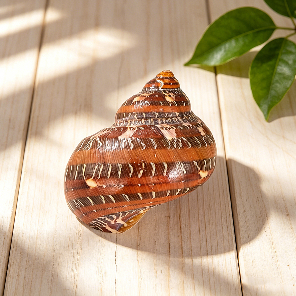 Natural Leopard Turbo Shell 40 - Aquarium Fish Gallery recensie en prijs