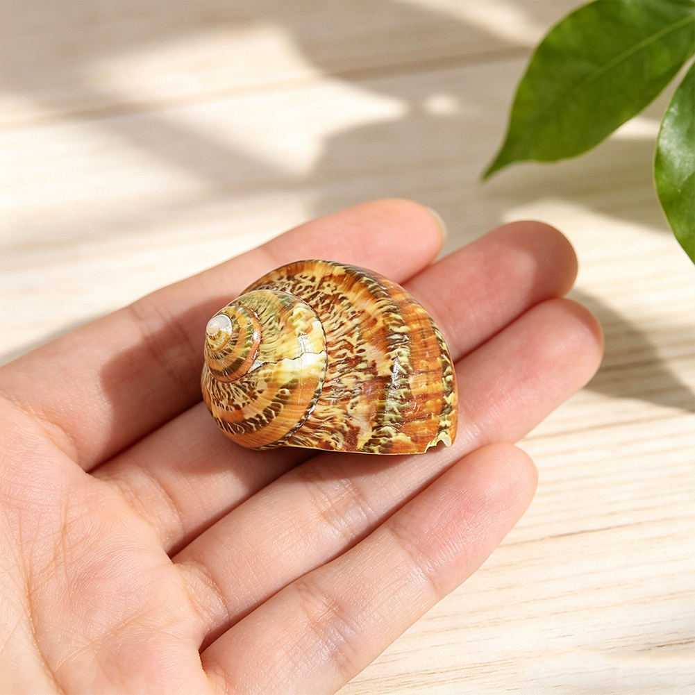 Natural Leopard Turbo Shell 40 - Aquarium Fish Gallery recensie en prijs